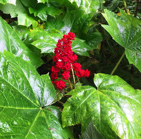 screen shot 2019-01-08 at 6.20.29 pm